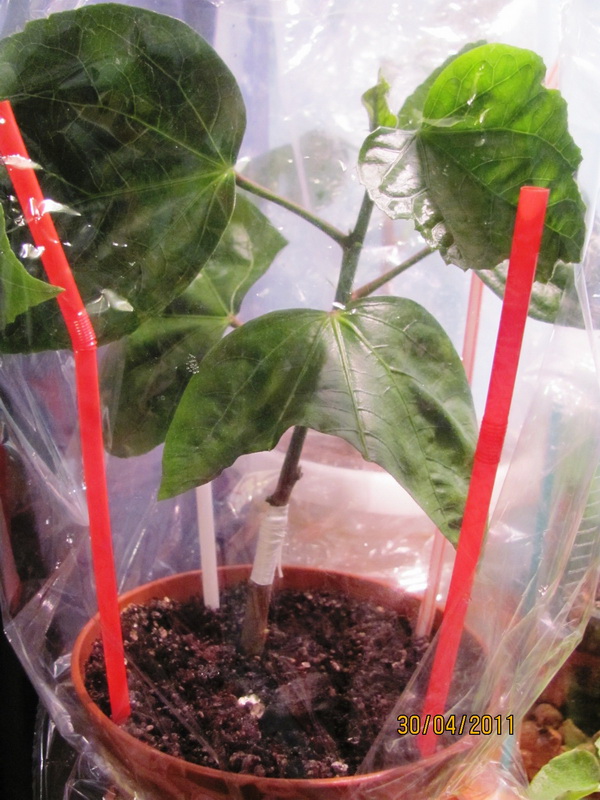 прививка 003.jpg