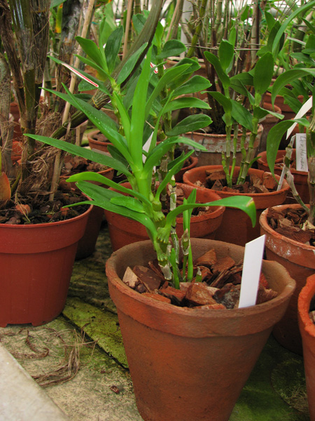 Dendrobium Hamana Lake Kumi.jpg