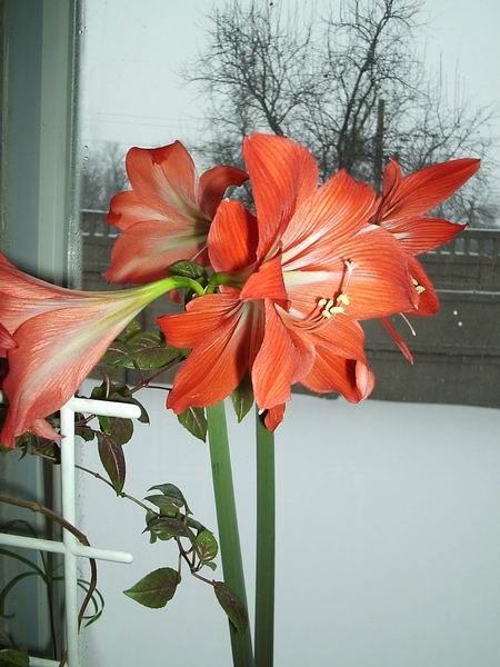 Resize of гиппеаструм.JPG