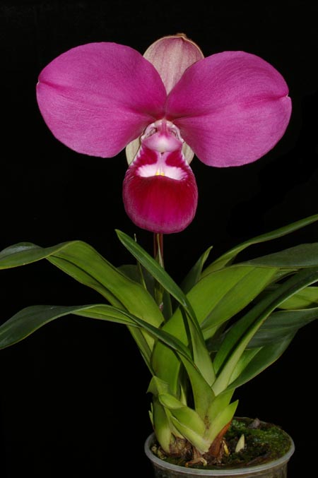 Phragmipedium kovachii Goliath, 7.jpg