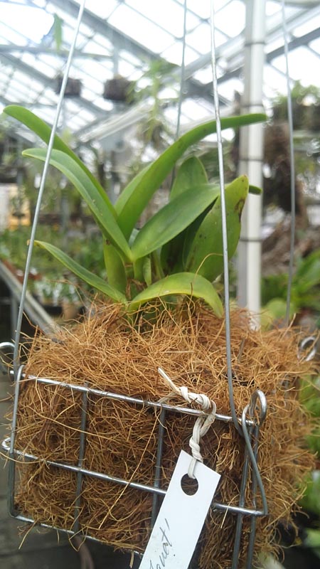 Sophrolaeliocattleya Fire Lighter Janet.jpg