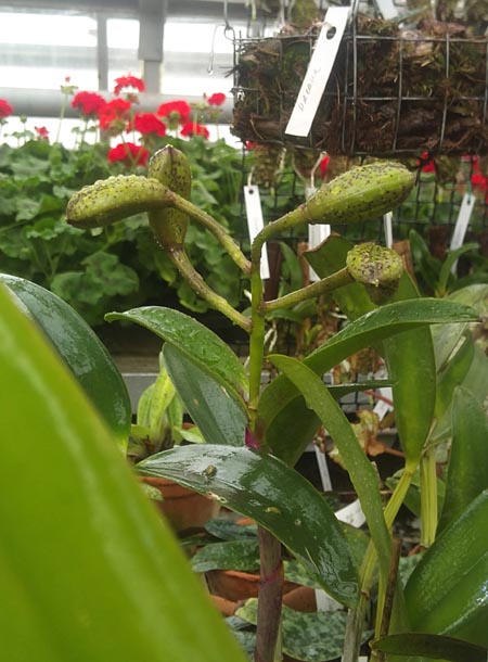 Cattleya Green Emerald Orchid Queen.jpg