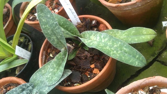 Paphiopedilum bellatulum.jpg