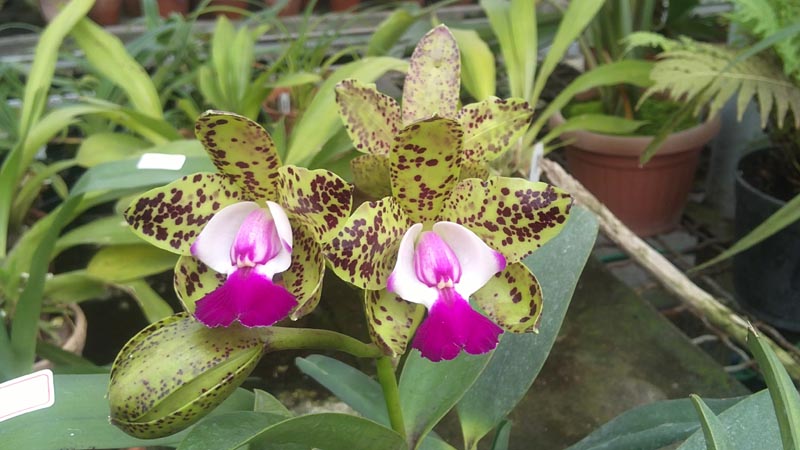 Cattleya Green Emerald Orchid Queen2.jpg