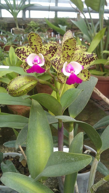 Cattleya Green Emerald Orchid Queen3.jpg