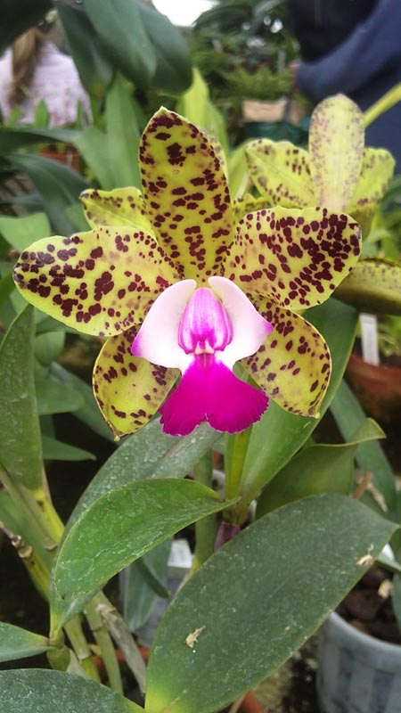 Cattleya Green Emerald Orchid Queen4.jpg