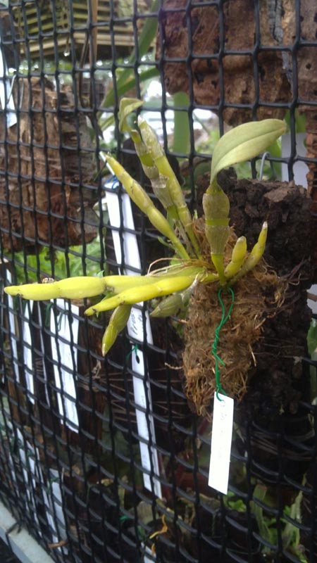 Dendrobium trantuanii.jpg