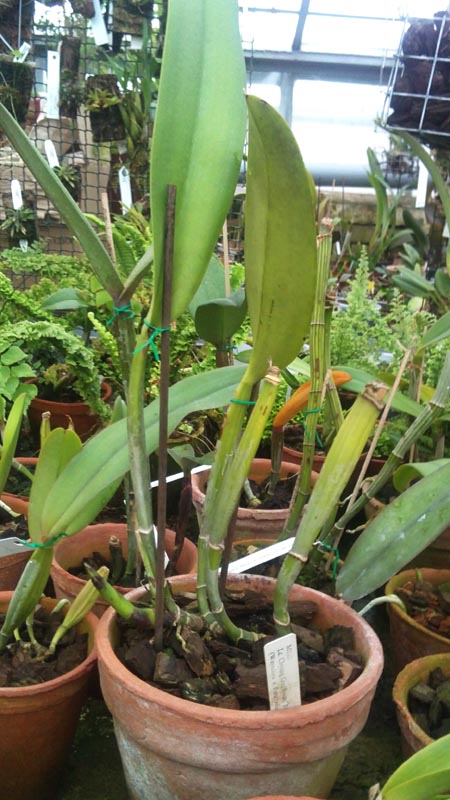 Laeliocattleya Chyong Guu Swan Ruby Lip.jpg