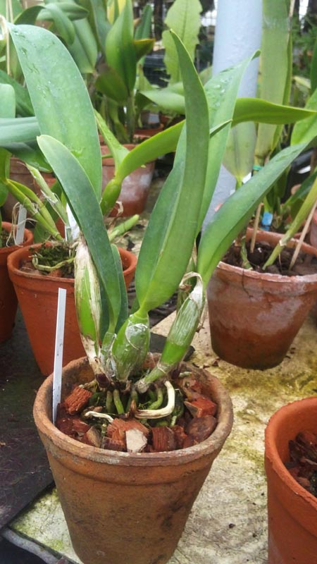 Laeliocattleya Maris Love Blossoming.jpg