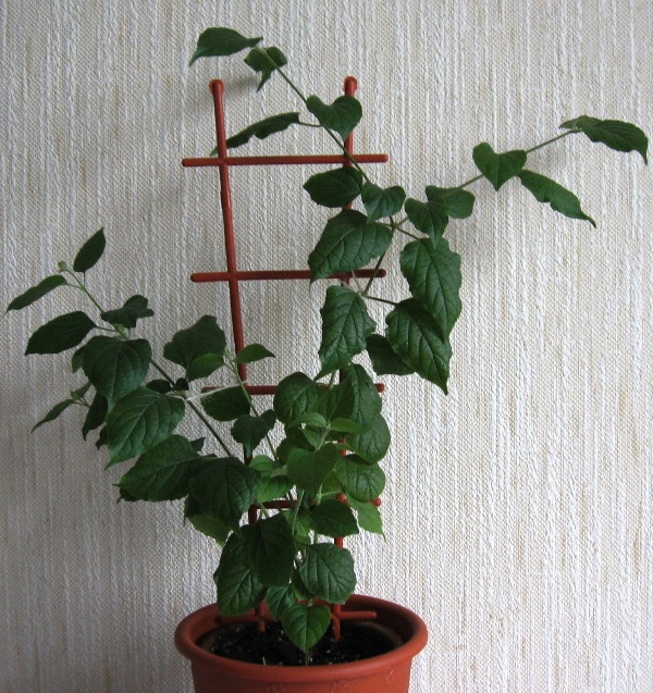 холмскиолдия