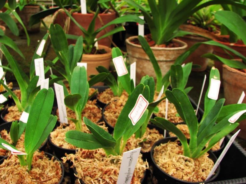 Angraecum magdlenae.jpg