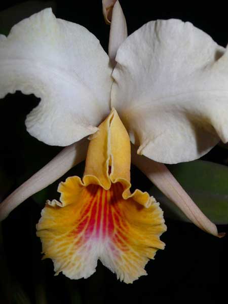 Cattleya rex Burning Lip.jpg
