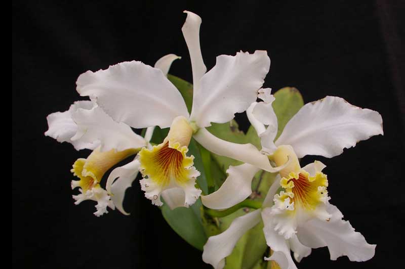 Cattleya rex Delicata.jpg