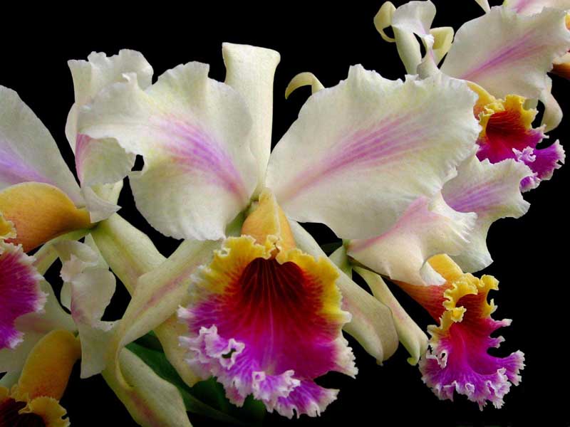 Cattleya rex Flamea.jpg