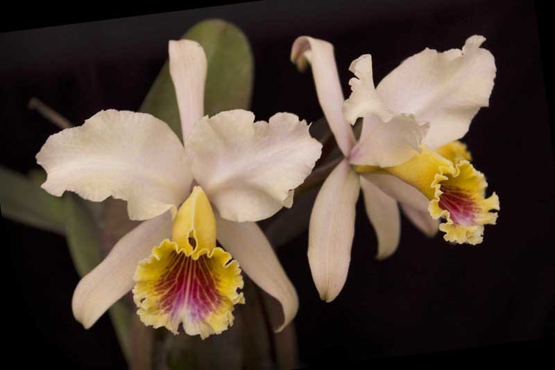 Cattleya rex Pink.jpg