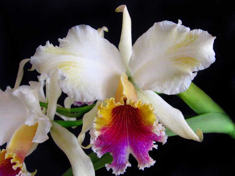 Cattleya rex Splash 1.jpg
