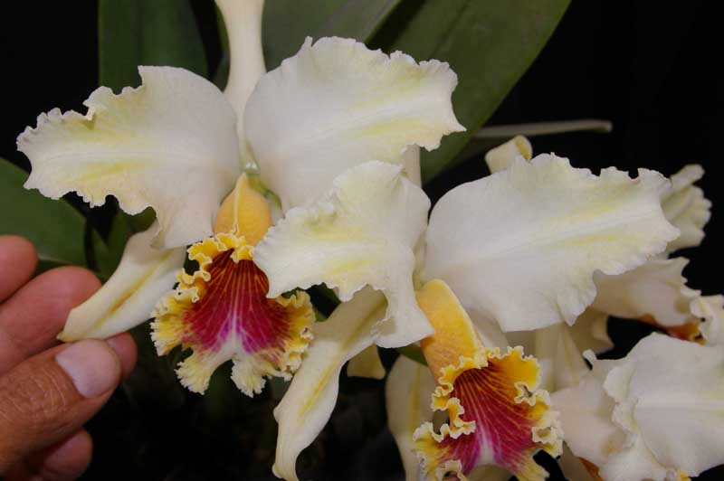 Cattleya rex Splash 2.jpg