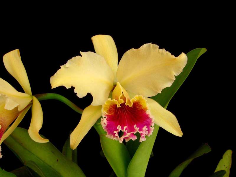 Cattleya rex Yellow.jpg