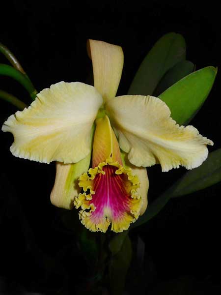 Cattleya rex Yellow and Splash.jpg