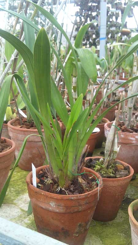 Cymbidium Fire Storm Blaze.jpg