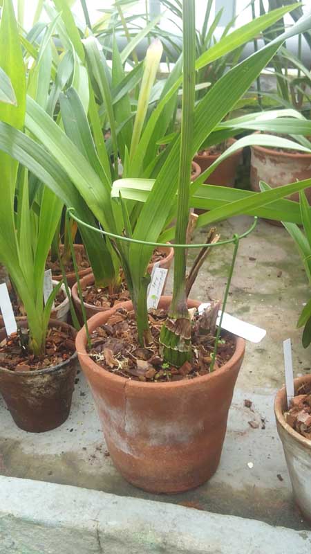 Cymbidium Fire Storm Ruby.jpg