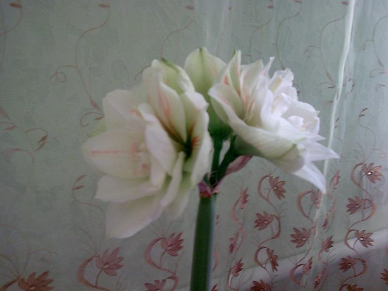 моя гордость