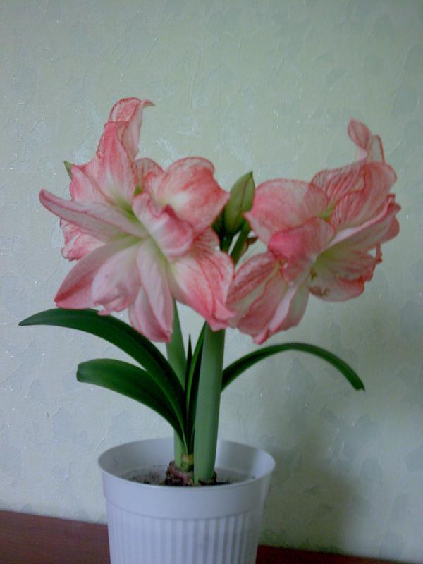 моя гордость