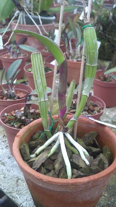 Brassavola digbyana x Cattleya walkeriana.jpg