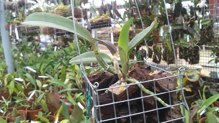 Cattleya walkeriana alba suwada x caerulea.jpg