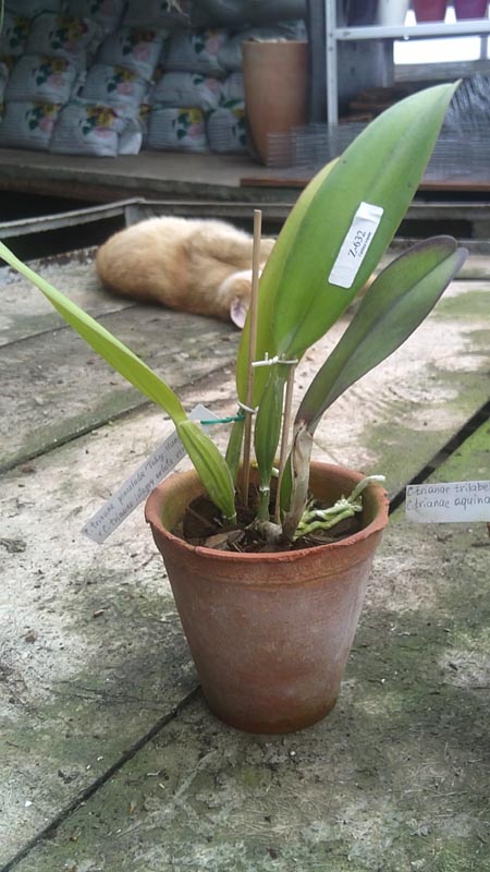 Cattleya trianae pincelada TakyHuaylla x Cattleya trianae integra orlata vinho.jpg