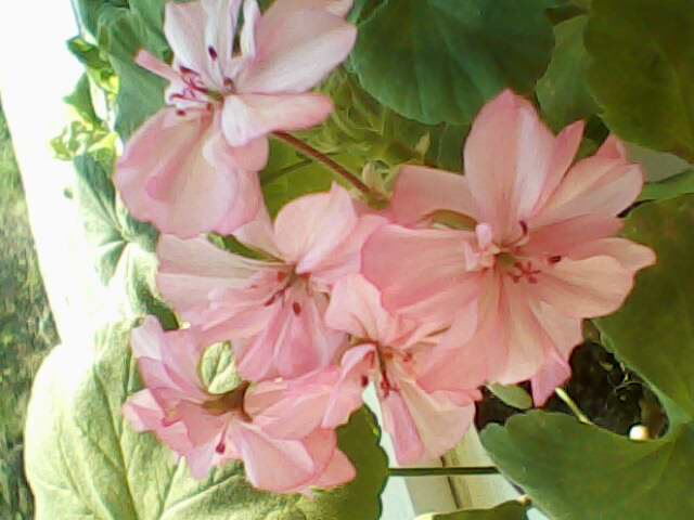 а так цветут мои &quot;безимянные&quot;