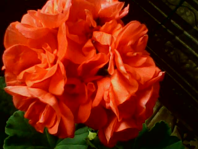 Немного не удалась фотка.... на самом деле она оранжевая!)