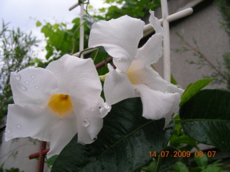 Д круп бел.jpg