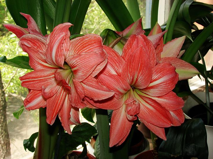 Леди Джейн ФЛО.JPG