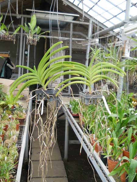 Ascocenda Messia1.jpg