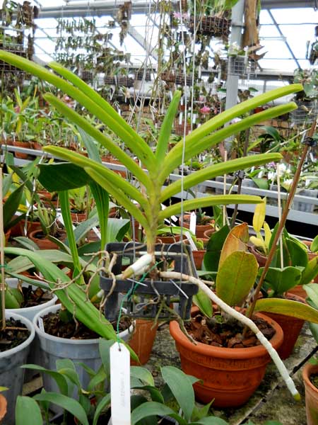 Vanda coerulescens1.jpg