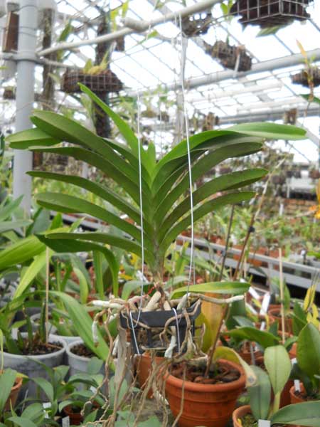 Vanda Manuel Torres.jpg