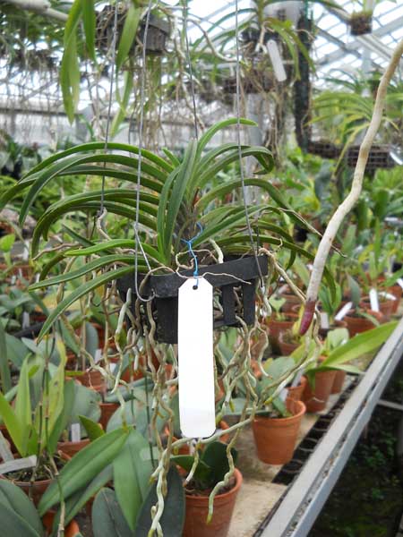 Neostilys Lou Snearly1.jpg