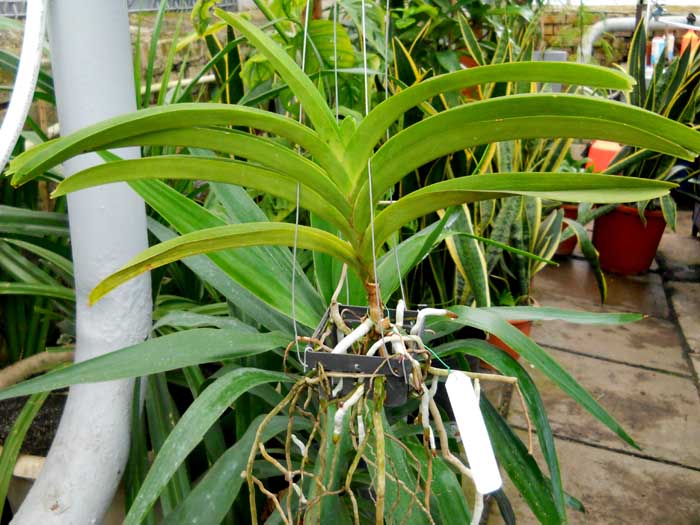 Ascocenda Pak Hai x Vanda Pacharee Delight.jpg