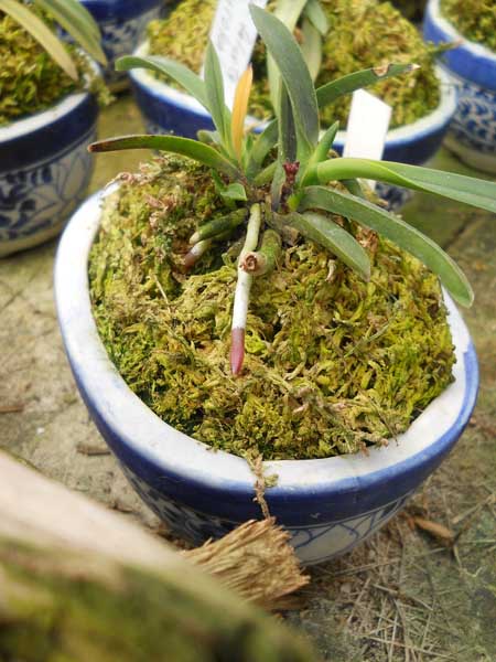 Neofinetia falcata Anzumaru.jpg