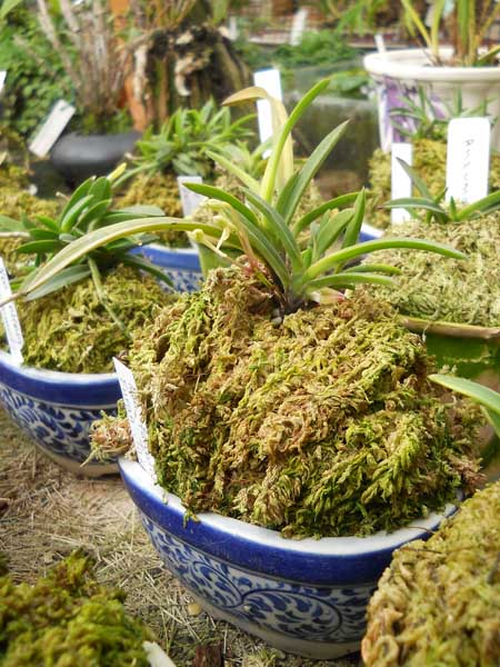 Neofinetia falcata Furan Takachiho.jpg