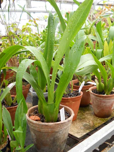 Brassia Eternal Wind Summer Dream.jpg