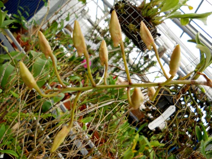 Dendrobium dalhousieanum.jpg