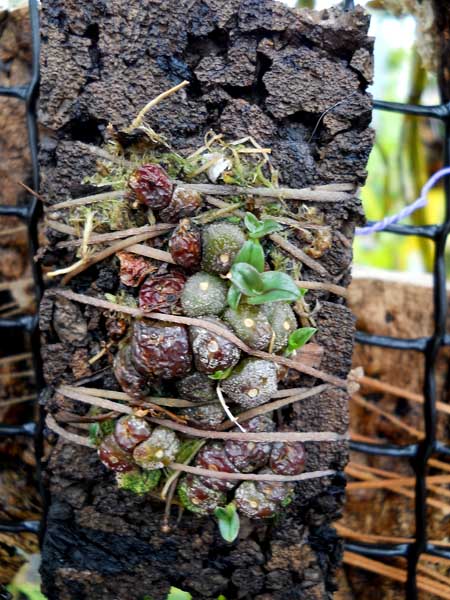 Drymoda siamensis.jpg