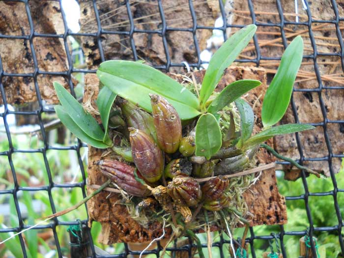 Dendrobium trigonopus.jpg