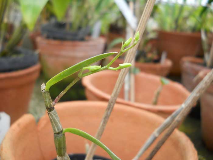 Dendrobium victoriae reginae.jpg