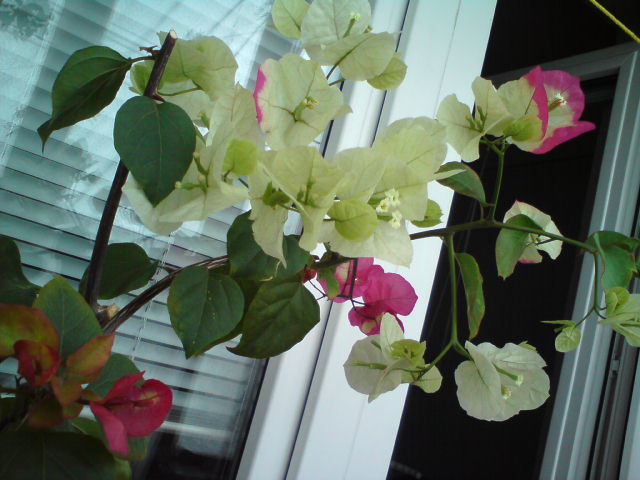 Вот такая веточка.