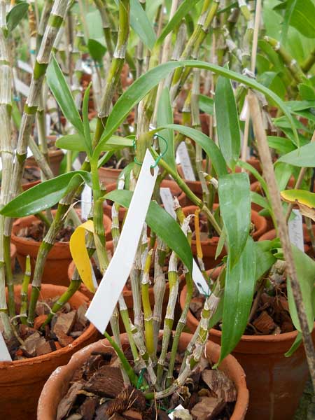 Dendrobium nobile cooksonianum.jpg