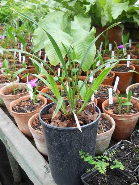 Cymbidium Golden Elf.jpg