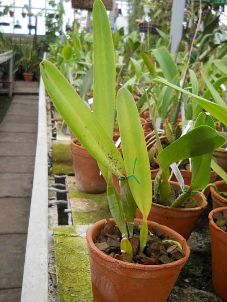 Laelia tenebrosa vinicolor Eduardo x Laelia tenebrosa Fumacina Fujita.jpg